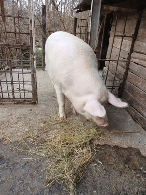 o scroafă  gestantă  - imagine 4