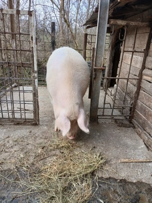 o scroafă  gestantă  - imagine 3