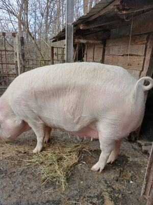 o scroafă  gestantă 