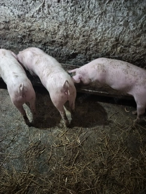 Purcei de vânzare  - imagine 3