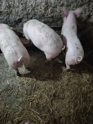 Purcei de vânzare  - imagine 2