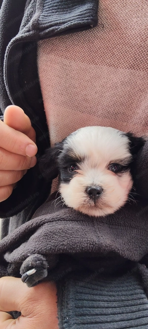 Bichoni Havanezi drăgălași  - imagine 2