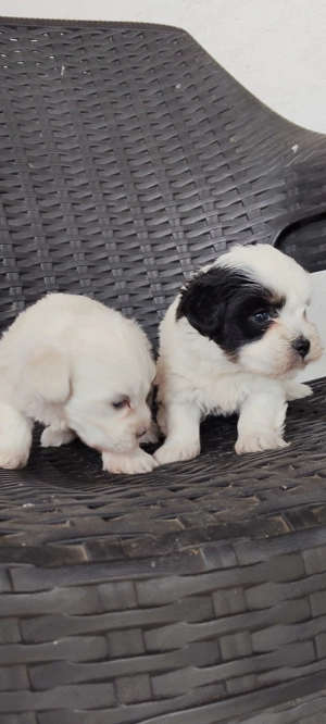 Bichoni Havanezi drăgălași  - imagine 4