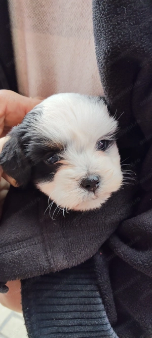 Bichoni Havanezi drăgălași  - imagine 5