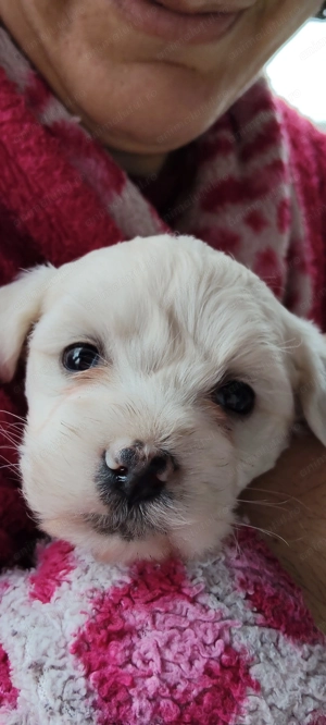 Bichoni Havanezi drăgălași 