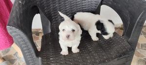 Bichoni Havanezi drăgălași  - imagine 3