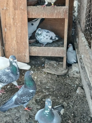 Voiajori,galateni  si roleri  - imagine 3