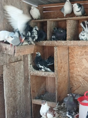 Voiajori,galateni  si roleri  - imagine 2