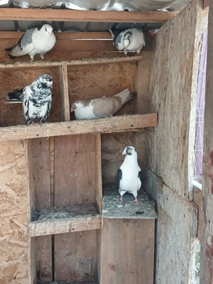 Voiajori,galateni  si roleri  - imagine 4