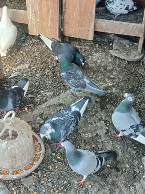 Voiajori,galateni  si roleri  - imagine 5