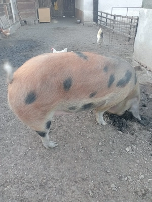 Porc de vanzare