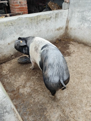 Porc pentru sacrificare  - imagine 2