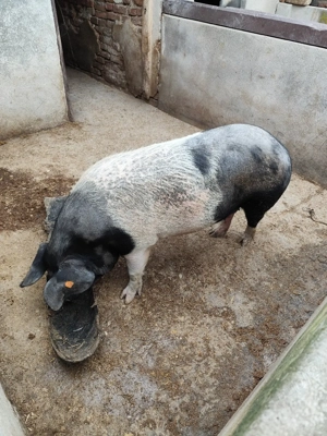 Porc pentru sacrificare  - imagine 3