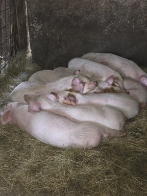 Purcei de 8 saptamani