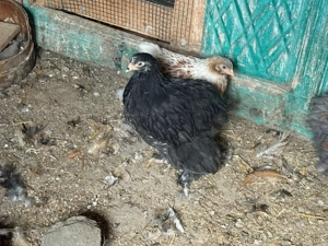 vand pui wiandotte si chochinchina urias !! - imagine 5