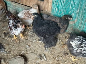 vand pui wiandotte si chochinchina urias !! - imagine 3