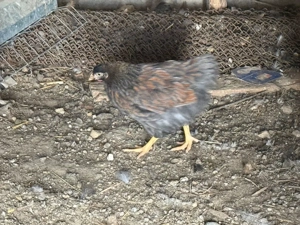 vand pui wiandotte si chochinchina urias !! - imagine 4