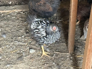 vand pui wiandotte si chochinchina urias !! - imagine 2