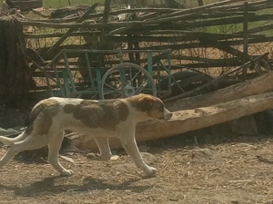 cățeluși de vânzare 