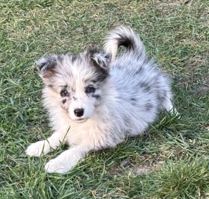 Puiuții Border Collie 
