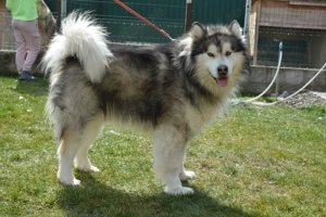 Malamut de Alaska  - imagine 5