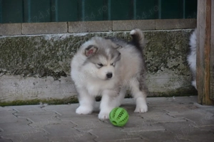 Malamut de Alaska  - imagine 4