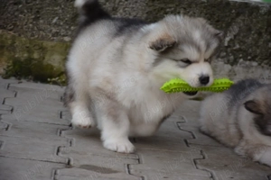 Malamut de Alaska  - imagine 2