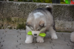 Malamut de Alaska  - imagine 3