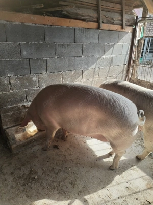 Vând porci grasi - imagine 4