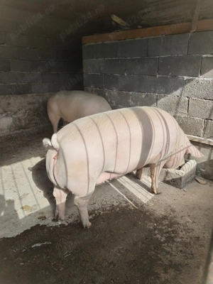 Vând porci grasi - imagine 3