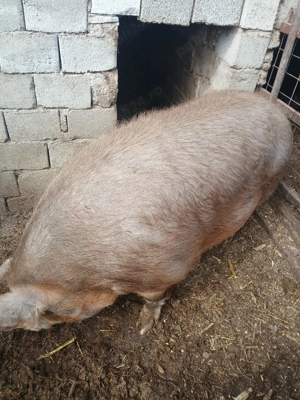 vand porc  - imagine 2