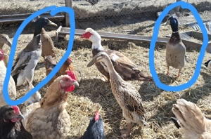 Rață indiana alergatoare 150 - imagine 2