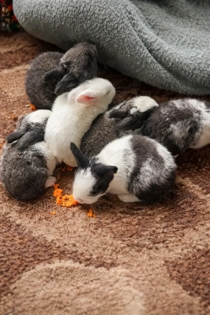 iepurasi iepuri de vanzare 