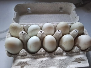 Oua incubat rață indiana alergatoare  - imagine 2