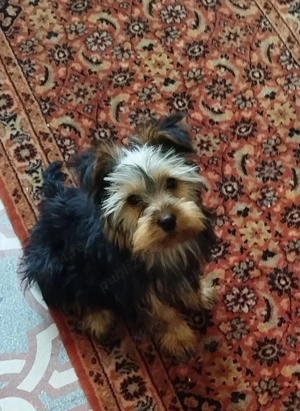 Cățel Yoshire terier  - imagine 2