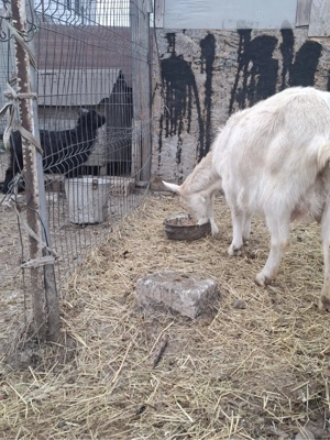 Vand capre de rasa - imagine 5