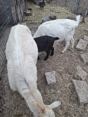 Vand capre de rasa - imagine 3