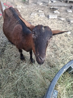 Vand capre de rasa - imagine 2