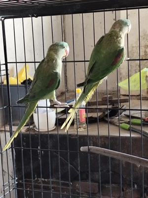 Papagali Marele Alexander  - imagine 4