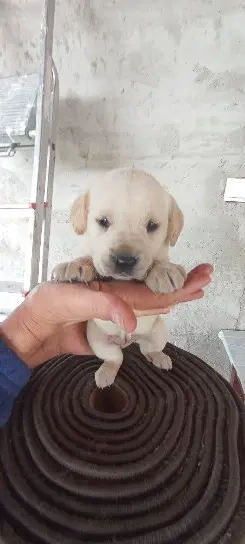 Vand Labrador Retriever 1 luna si 2 zile