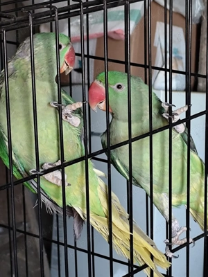 Papagali Marele Alexander 