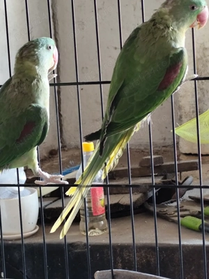 Papagali Marele Alexander  - imagine 3