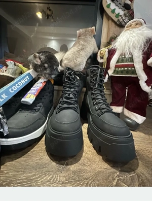 Vand sinsila mascul si femela sau dau la schimb pe atv cross sau scuter  - imagine 3