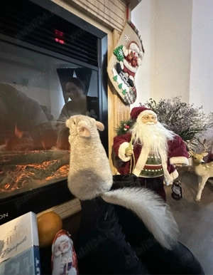 Vand sinsila mascul si femela sau dau la schimb pe atv cross sau scuter  - imagine 2