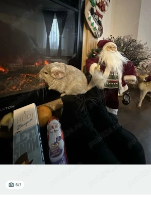 Vand sinsila mascul si femela sau dau la schimb pe atv cross sau scuter 