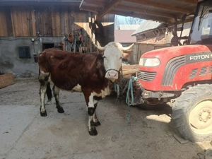 Vând Juninca bălțată  - imagine 2