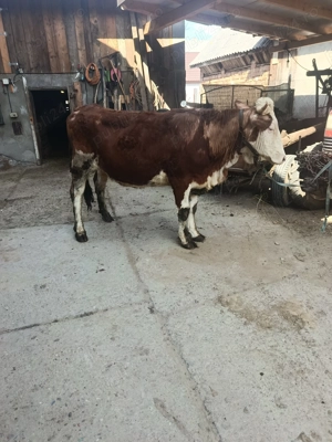 Vând Juninca bălțată  - imagine 4