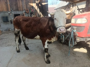 Vând Juninca bălțată  - imagine 5