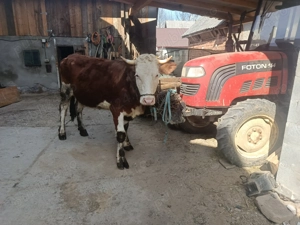 Vând Juninca bălțată  - imagine 3