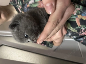 Pisicuțe British Scottish - imagine 4